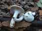 Kőrisszagú csigagomba (Hygrophorus cossus), Budai-hegység